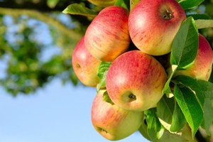 Products: Organic NZ Queen Apples kg Early Bird Organics