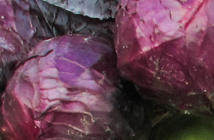 Products: Organic Red Cabbage Early Bird Organics