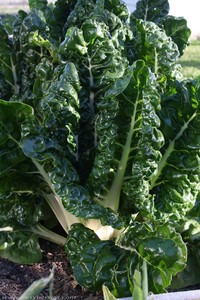 Organic Silverbeet Early Bird Organics