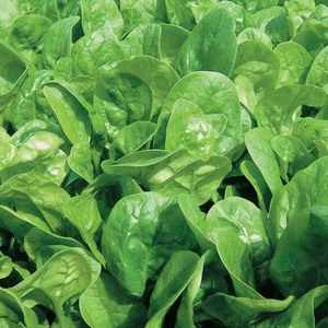 Products: Organic Spinach bag Early Bird Organics