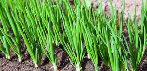 Organic Spring Onion Early Bird Organics