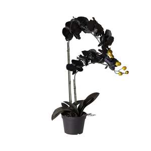 Fiore Black Orchid 2 Stems 70cm