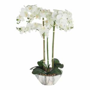 Potted Plants: De Fleurs Orchid White Potted 68x71x79cm