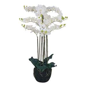 Potted Plants: Fiore Orchid 9 Stems 110cm