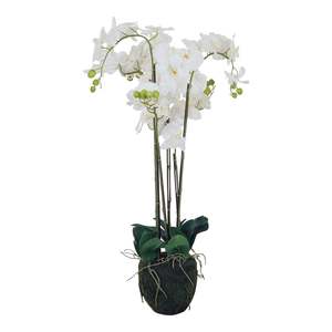 Potted Plants: Fiore Orchid 6 Stems 88cm