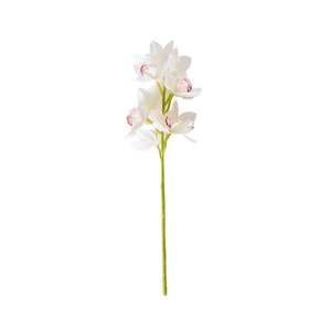 Bloomery Boat Orchid Stem White 63cm