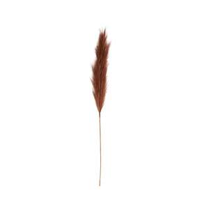 Stems Bunches: Bloomery Pampas Grass Stem Auburn 114cm