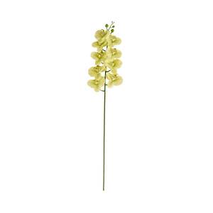Bloomery Moth Orchid Stem Soft Green 94cm