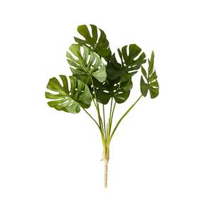 Stems Bunches: Bloomery Monstera Stem 58cm