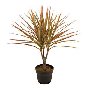 Potted Plants: Eden Potted Faux Dragon Tree Red 65cm
