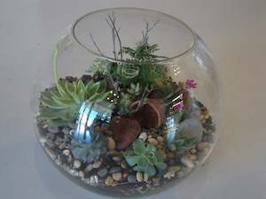 Plants: Terrarium