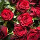 Red Roses