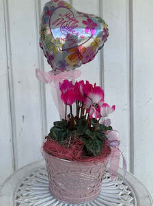 Plants: Cyclamen Indiaka