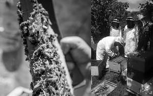 Products: Beekeeper for a Day