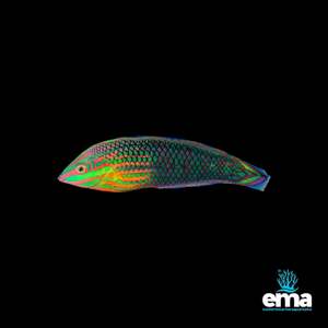 Red-Lined Wrasse