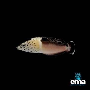 Twin Spot Wrasse