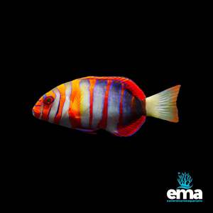 Wrasses: Australian Harlequin Tusk Wrasse