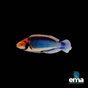 Wrasses: Red Head Solon Fairy Wrasse