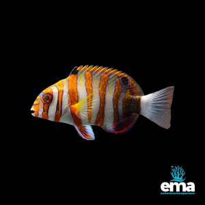 Indonesian Harlequin Tusk Wrasse