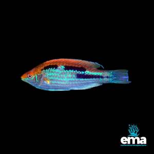 Wrasses: Lubbock's Fairy Wrasse (Northern Variety)