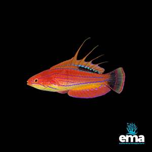 Wrasses: Carpenters Flasher Wrasse