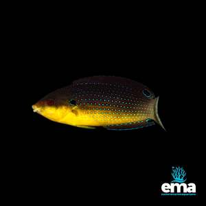 Wrasses: Yellowchest Twist Wrasse