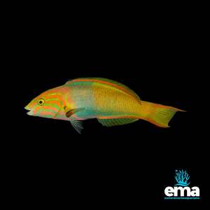Wrasses: Sunset Wrasse (Male)