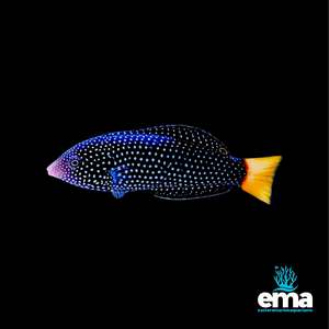Wrasses: Yellow Tail Tamarin Wrasse