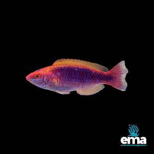 Wrasses: Multicolor Lubbock's Fairy Wrasse
