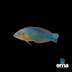 Wrasses: Melanurus Wrasse