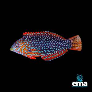 Wrasses: Leopard Wrasse