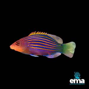 Wrasses: Sixline Wrasse