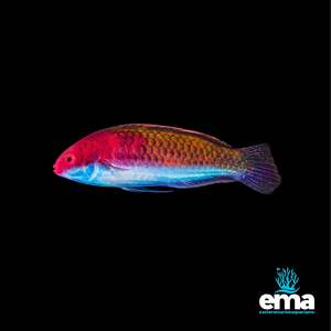 Wrasses: Ruby Head Wrasse