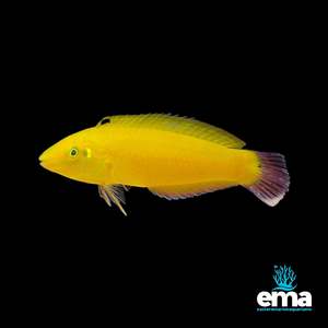 Wrasses: Golden Wrasse