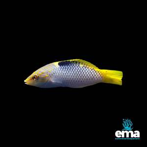 Wrasses: Checkerboard Wrasse