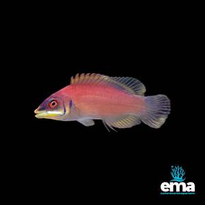 Wrasses: Scarlet Pin Stripe Wrasse