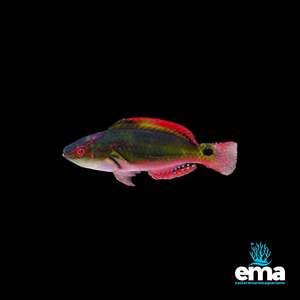 Wrasses: Exquisite Fairy Wrasse