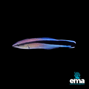 Wrasses: Bluestreak Cleaner Wrasse