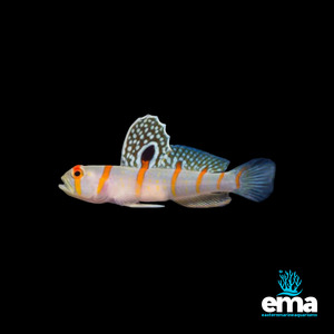 Nano Fish: Randall's Prawn Goby