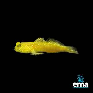 Nano Fish: Yellow Shrimp Goby