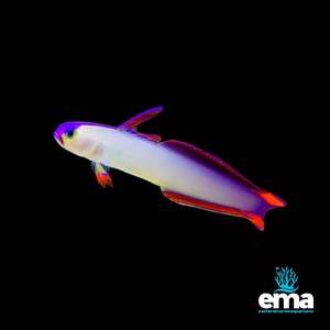Nano Fish: Decorated Firefish