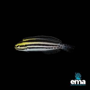 Nano Fish: Striped Fang Blenny
