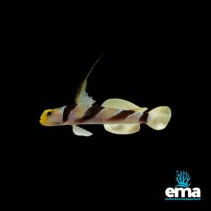 Hi Fin Red Banded Goby