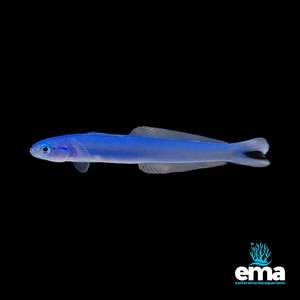 Nano Fish: Blue Gudgeon Dartfish