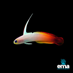 Nano Fish: Red Firefish - 2 Pack