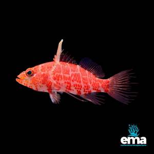 Nano Fish: Geometric Pygmy Hawkfish