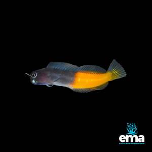 Nano Fish: Bicolour Blenny