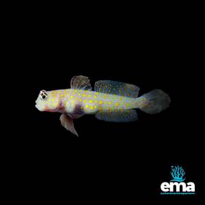 Nano Fish: Orange Spotted Goby