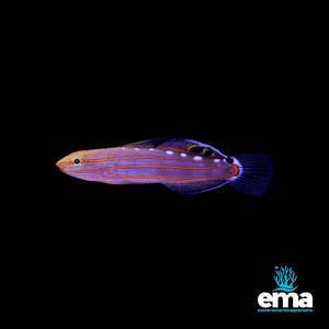 Rainford's Goby