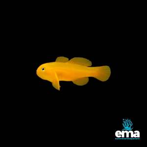 Yellow Clown Goby
